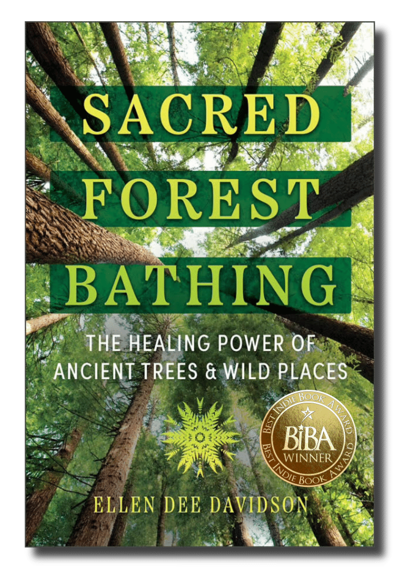 Sacred Forest Bathing Sacred Forest Bathing, The Healing Power of Ancient Trees & Wild Places 1